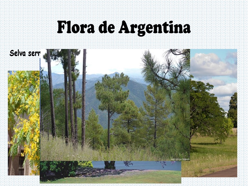 Flora de Argentina Selva serrana tropical